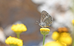 Pseudophilotes barbagiae