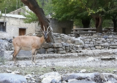 Capra hircus cretica