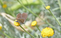 Pseudophilotes barbagiae