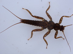 Gripopterygidae