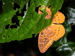 Lexias panopus
