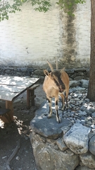 Capra hircus cretica