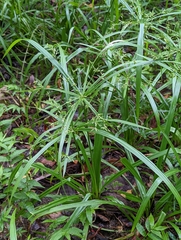 Cyperus diffusus
