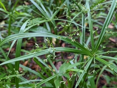 Cyperus diffusus