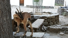 Capra hircus cretica