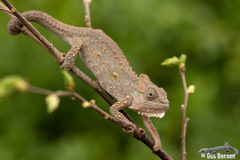 Bradypodion thamnobates