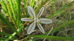 Chlorophytum graminifolium