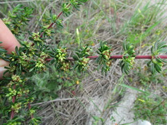 Cliffortia ericifolia