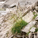 Carex firma - Photo (c) Wolfgang Jauch, algunos derechos reservados (CC BY), subido por Wolfgang Jauch