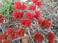 Glomeratae