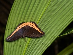 Lexias panopus