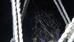 Steatoda paykulliana