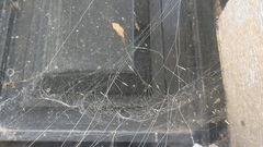 Steatoda paykulliana