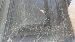 Steatoda paykulliana