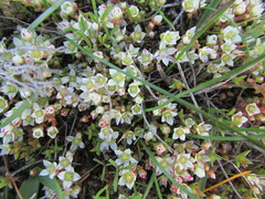 Crassula glomerata