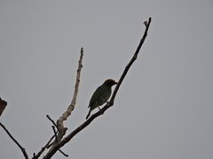 Chloropsis aurifrons