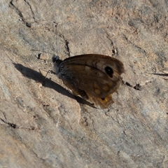 Lasiommata petropolitana