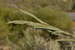 Acacia signata