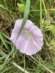 Calystegia × pulchra