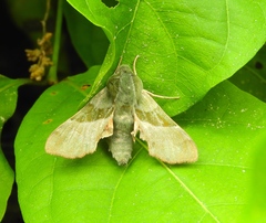 Proserpinus terlooii