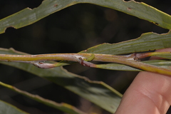 Acacia signata