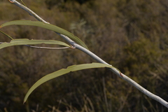 Acacia signata