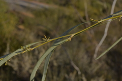 Acacia signata