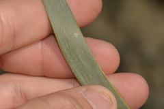 Acacia signata