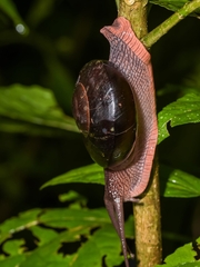 Hemiplecta