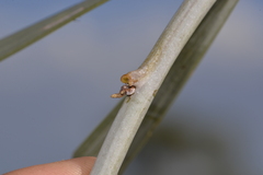 Acacia signata