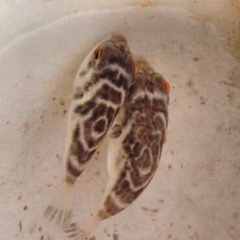 Sphoeroides annulatus