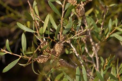 Melaleuca campanae