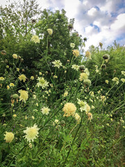Cephalaria litvinovii