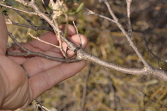 Melaleuca campanae