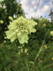 Cephalaria litvinovii