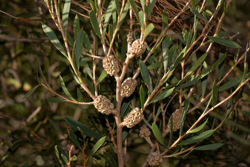 Melaleuca campanae · iNaturalist