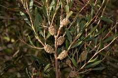 Melaleuca campanae