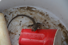 Aspidoscelis hyperythrus beldingi