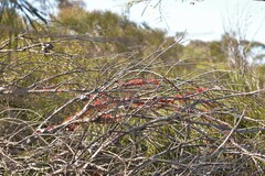 Hakea orthorrhyncha