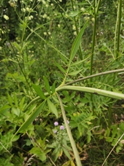 Cephalaria litvinovii