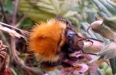 Bombus pascuorum
