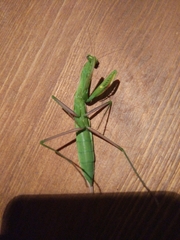 Mantis religiosa