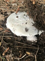 Amanita strobiliformis