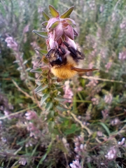Bombus pascuorum
