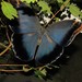 Satyrs, Morphos, and Allies - Photo no rights reserved, uploaded by Kahio T. Mazon