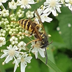 Vespula vulgaris