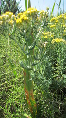 Helichrysum revolutum