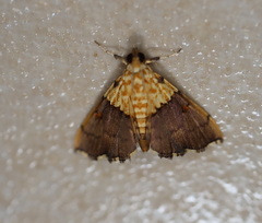 Agrotera basinotata