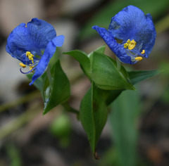 Commelina ensifolia