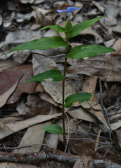 Commelina ensifolia